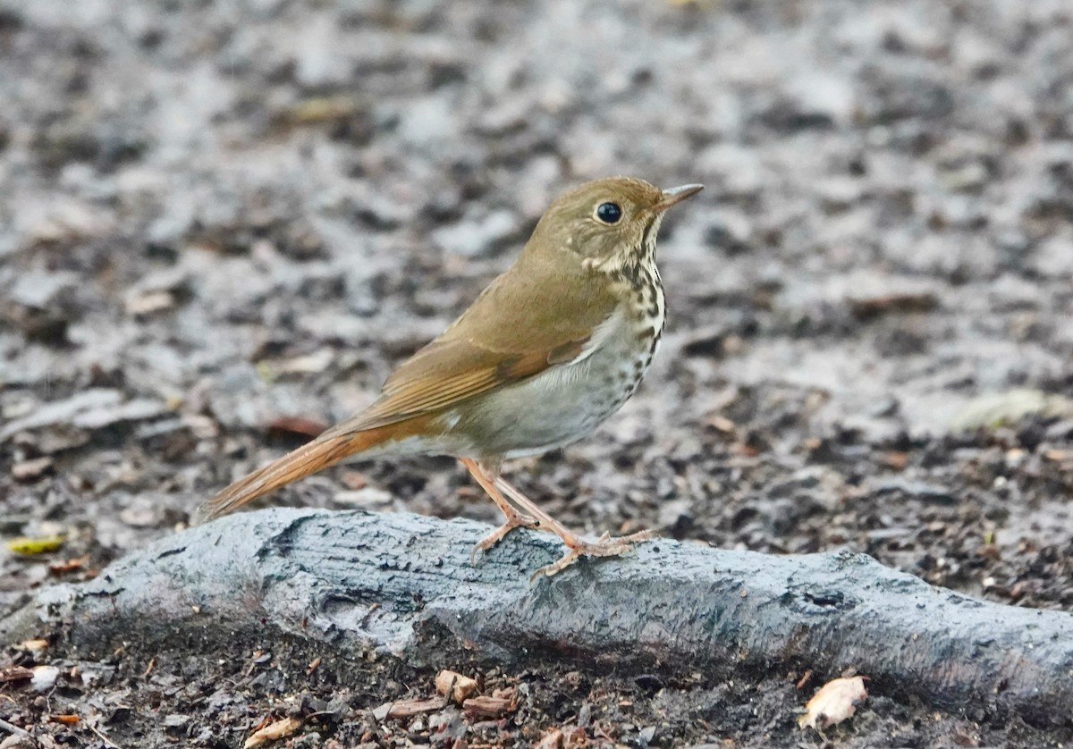Дрізд-короткодзьоб плямистоволий - ML645417411
