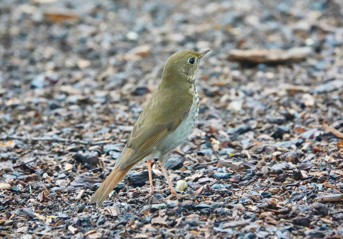 Дрізд-короткодзьоб плямистоволий - ML645417413