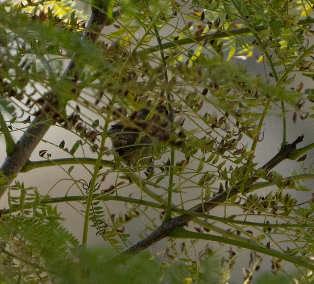 Підбуреник - ML645417421