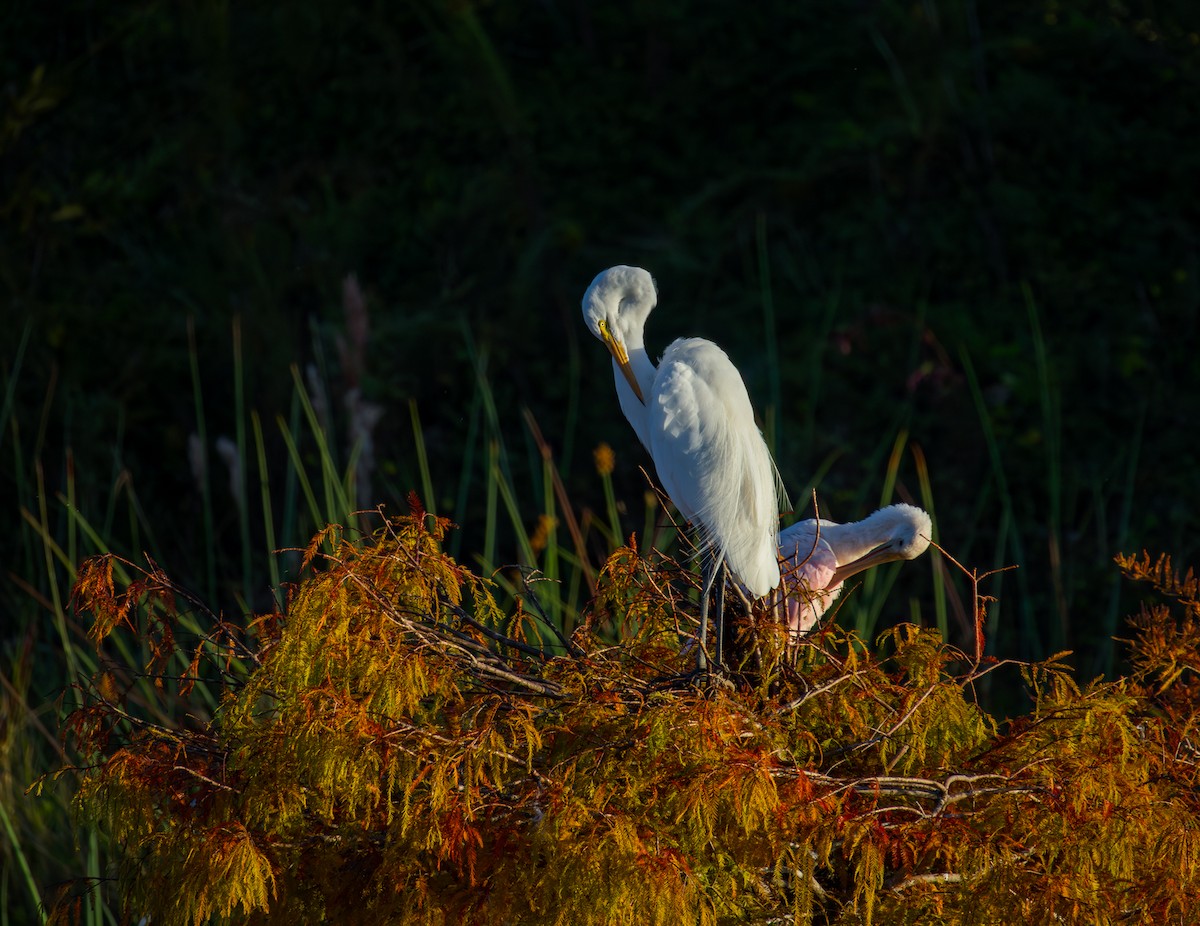 Koartza zuria - ML645417423