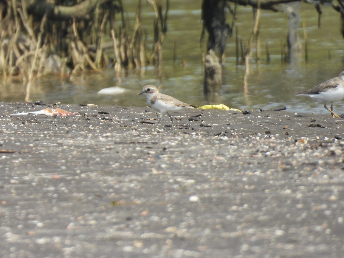 Tibetan Sand-Plover - ML645417429