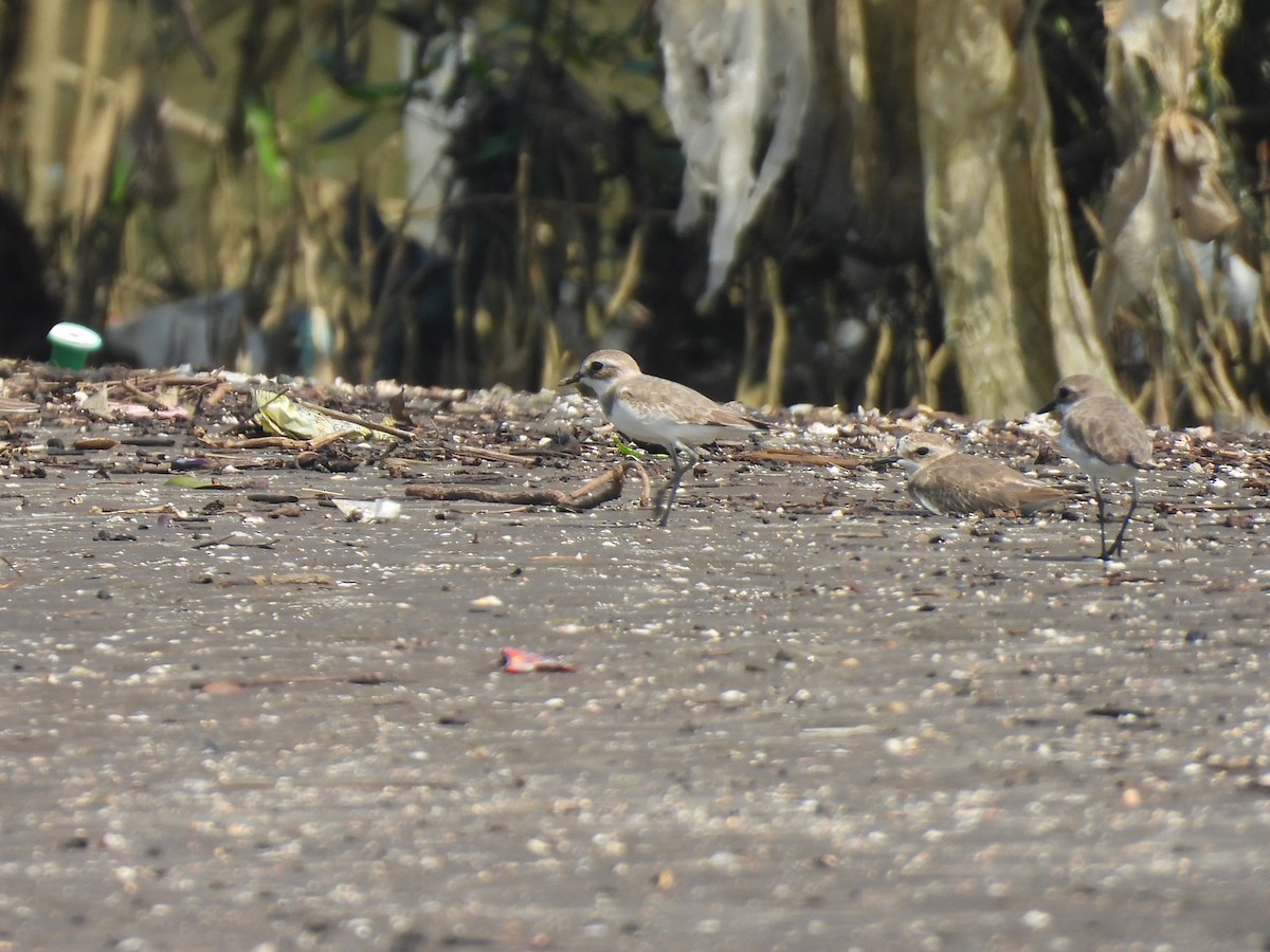 Tibetan Sand-Plover - ML645417430