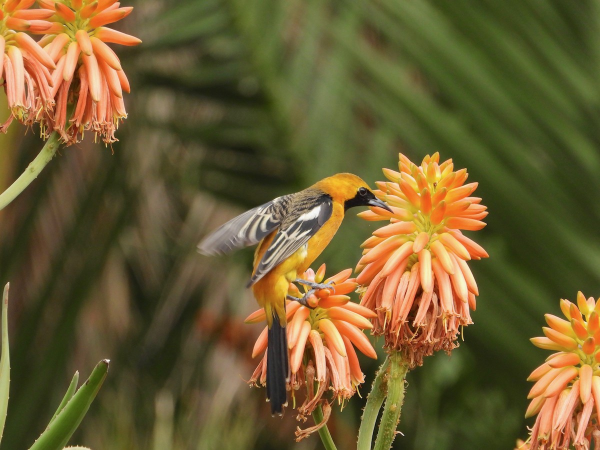 Hooded Oriole - ML645417441