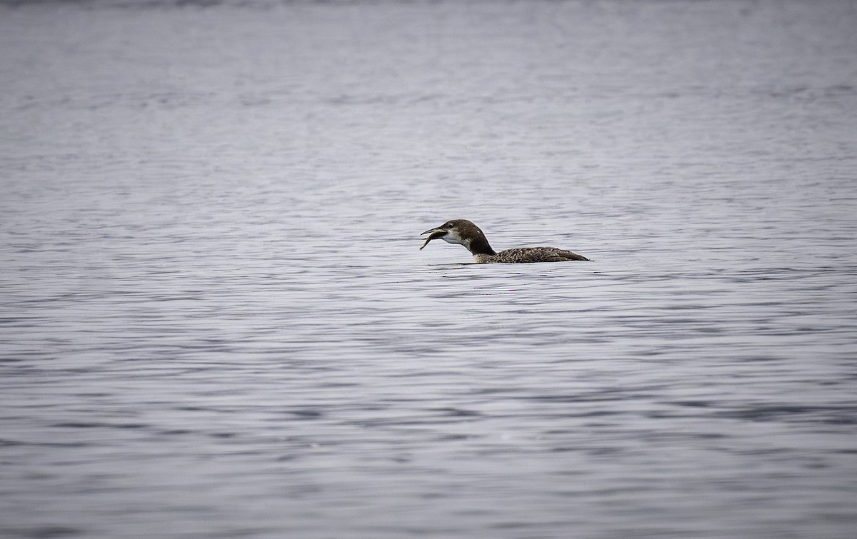 Common Loon - ML645417445