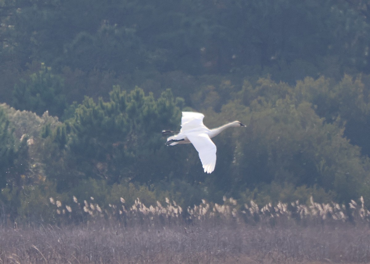 Tundra Swan - ML645417454