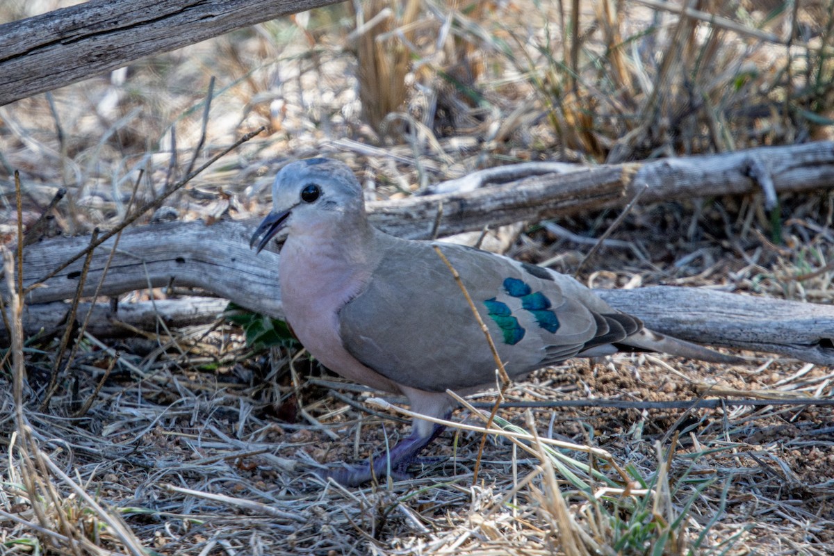 Tourtelette émeraudine - ML645417470