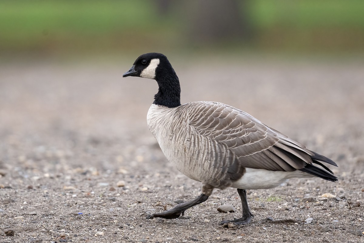 Cackling Goose - ML645417476