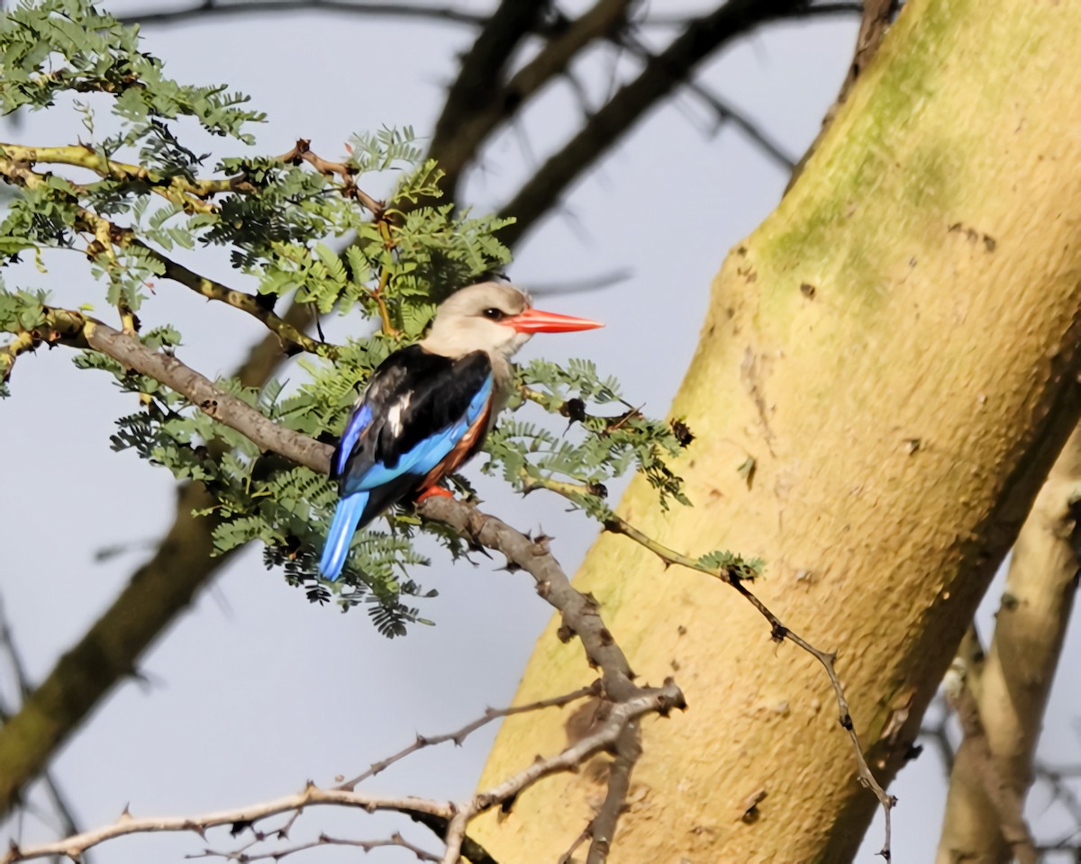 Martin-chasseur à tête grise - ML645417477