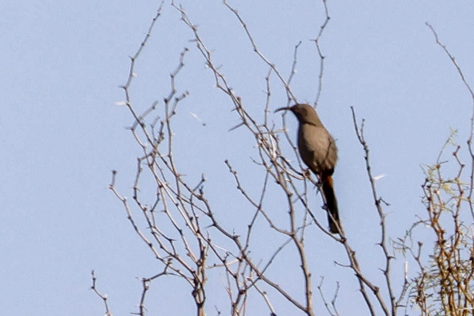 Crissal Thrasher - ML645417494