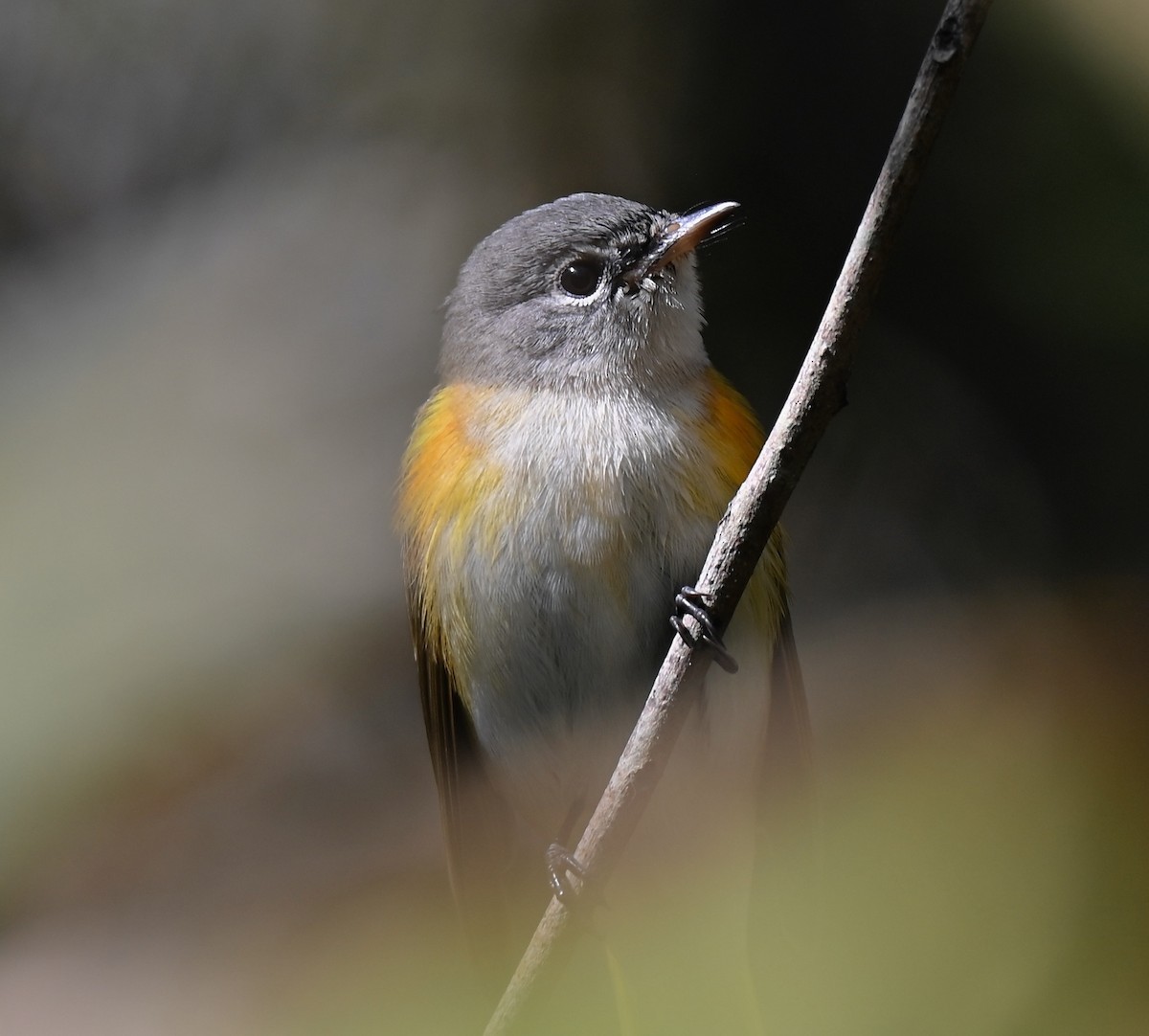 American Redstart - ML645417497