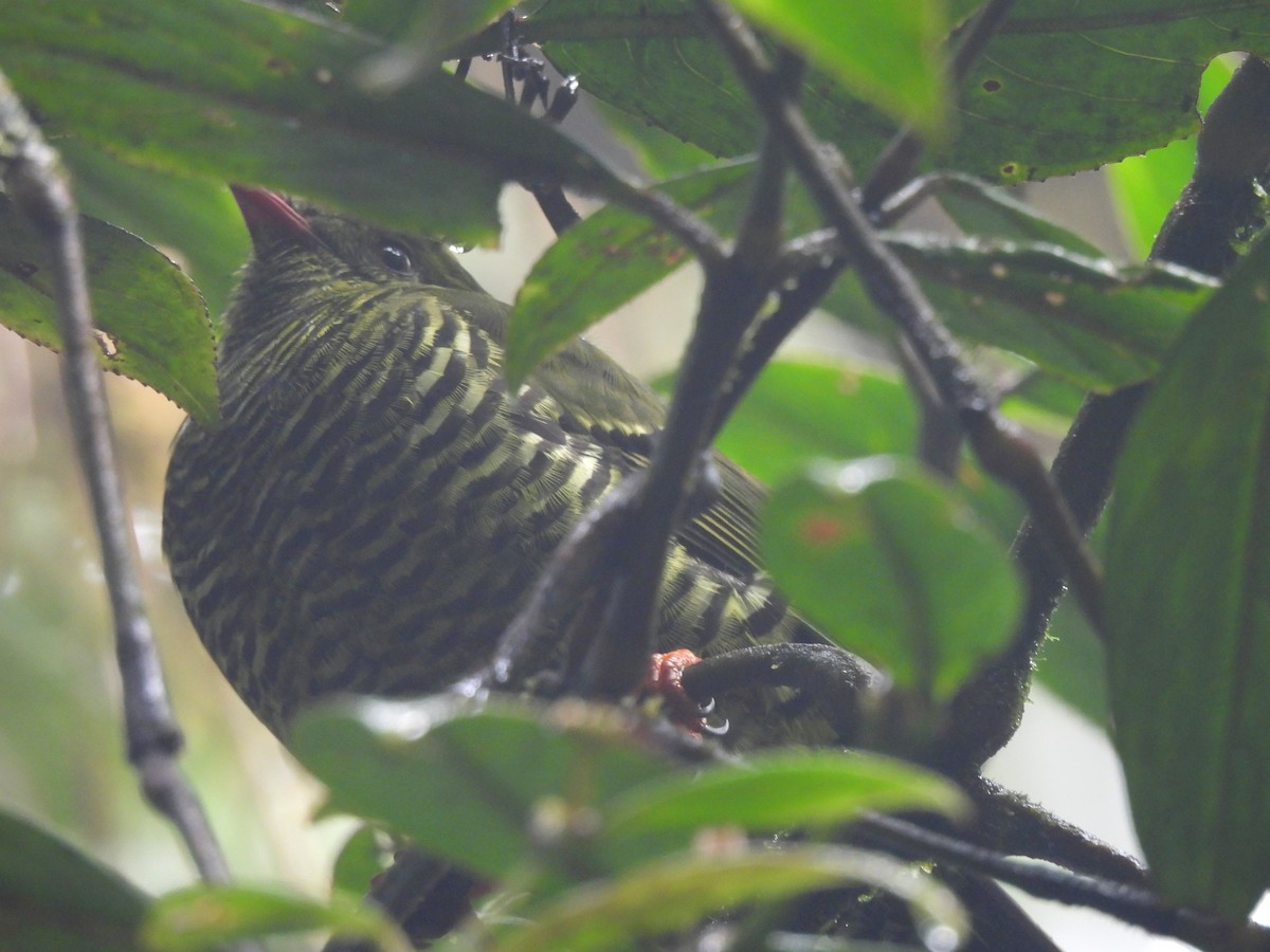 Barred Fruiteater - ML645417499