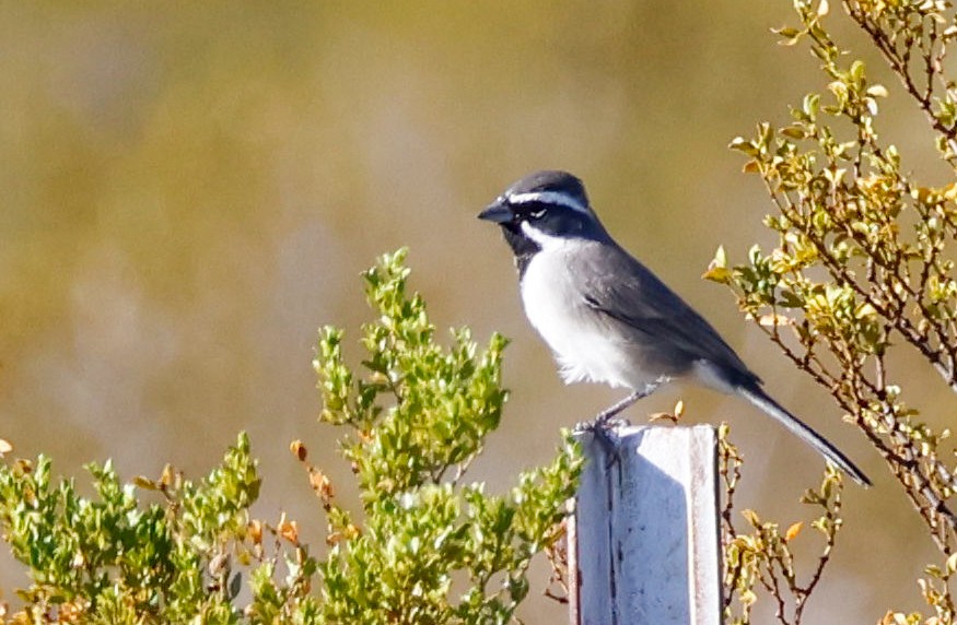 Black-throated Sparrow - ML645417502