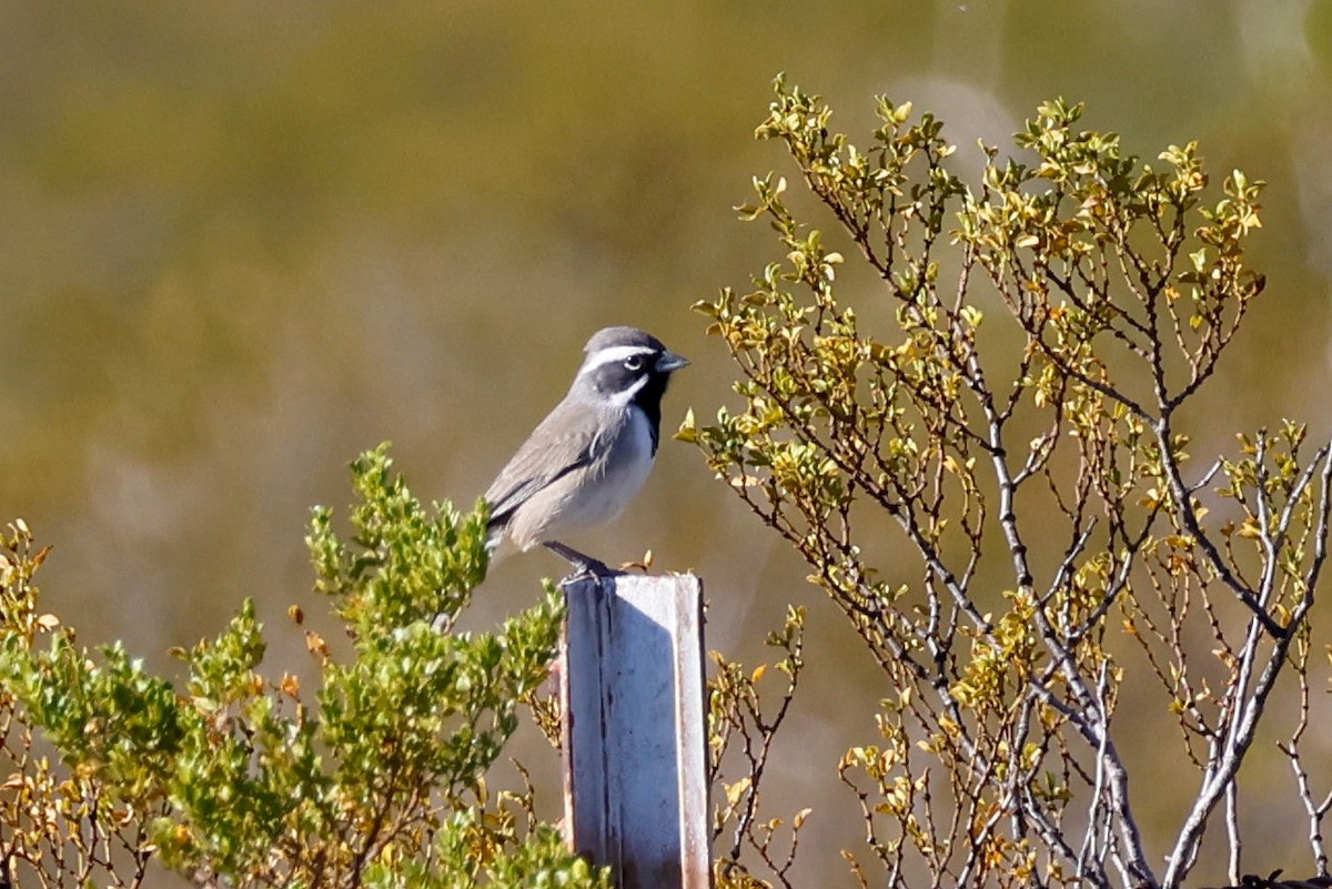 Black-throated Sparrow - ML645417503