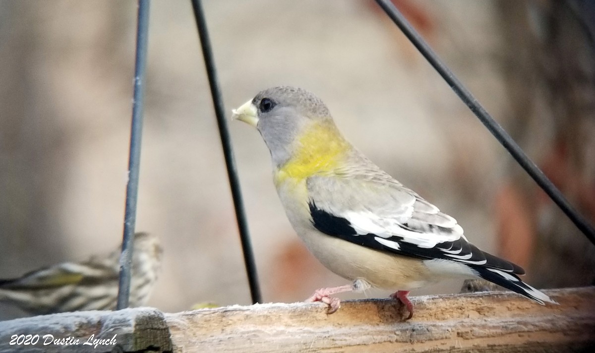 Evening Grosbeak - ML645417508