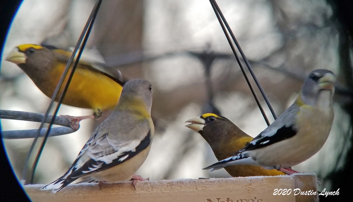 Picogordo Vespertino - ML645417509