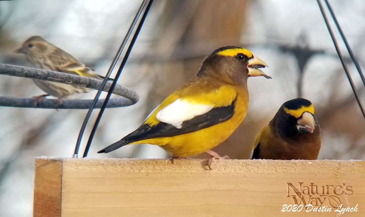 Evening Grosbeak - ML645417510
