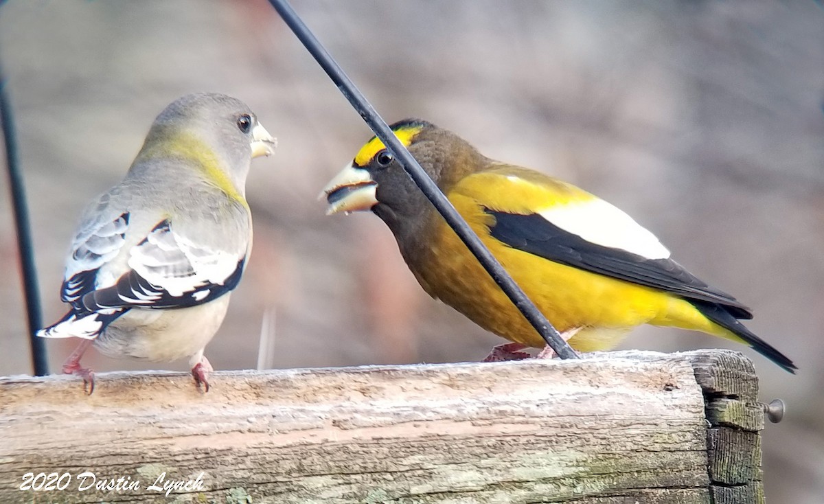 Evening Grosbeak - ML645417511