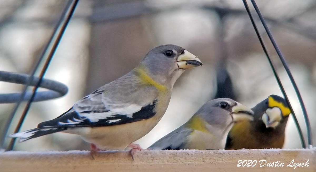 Evening Grosbeak - ML645417512