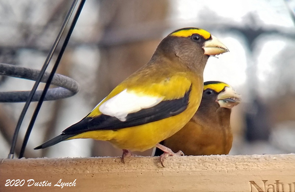 Evening Grosbeak - ML645417513