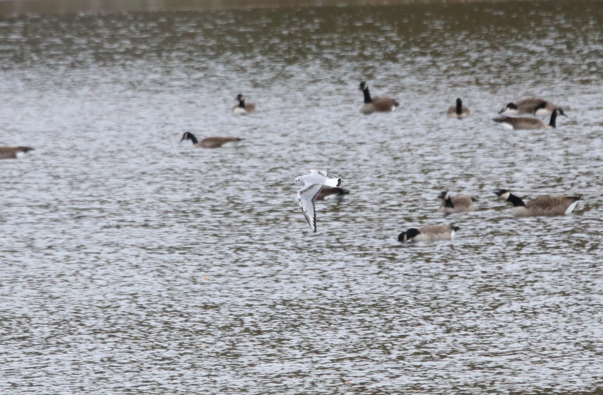Gaviota de Bonaparte - ML645417523
