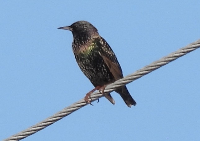 Estornino Pinto - ML645417524