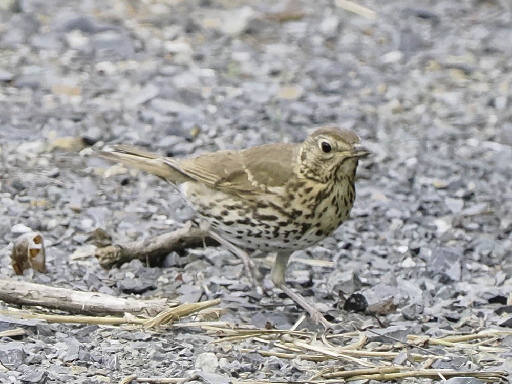 Zorzal Común - ML645417525