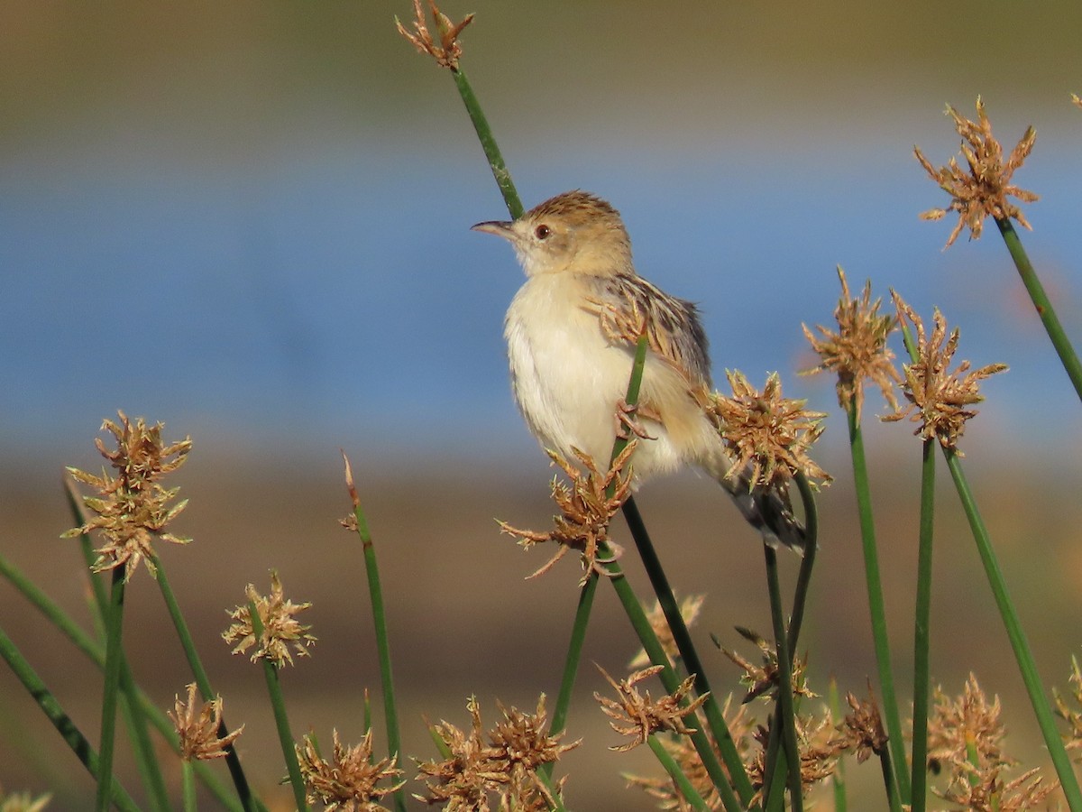 Cistícola del Nilo - ML645417526