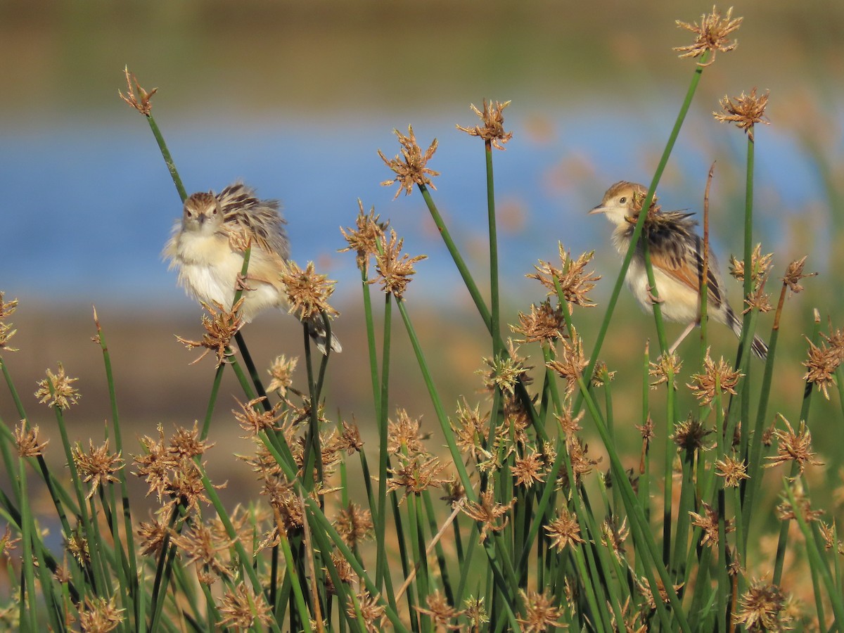 Cistícola del Nilo - ML645417527