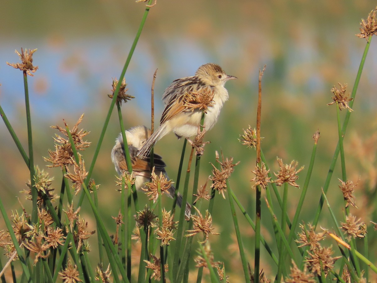 Cistícola del Nilo - ML645417528