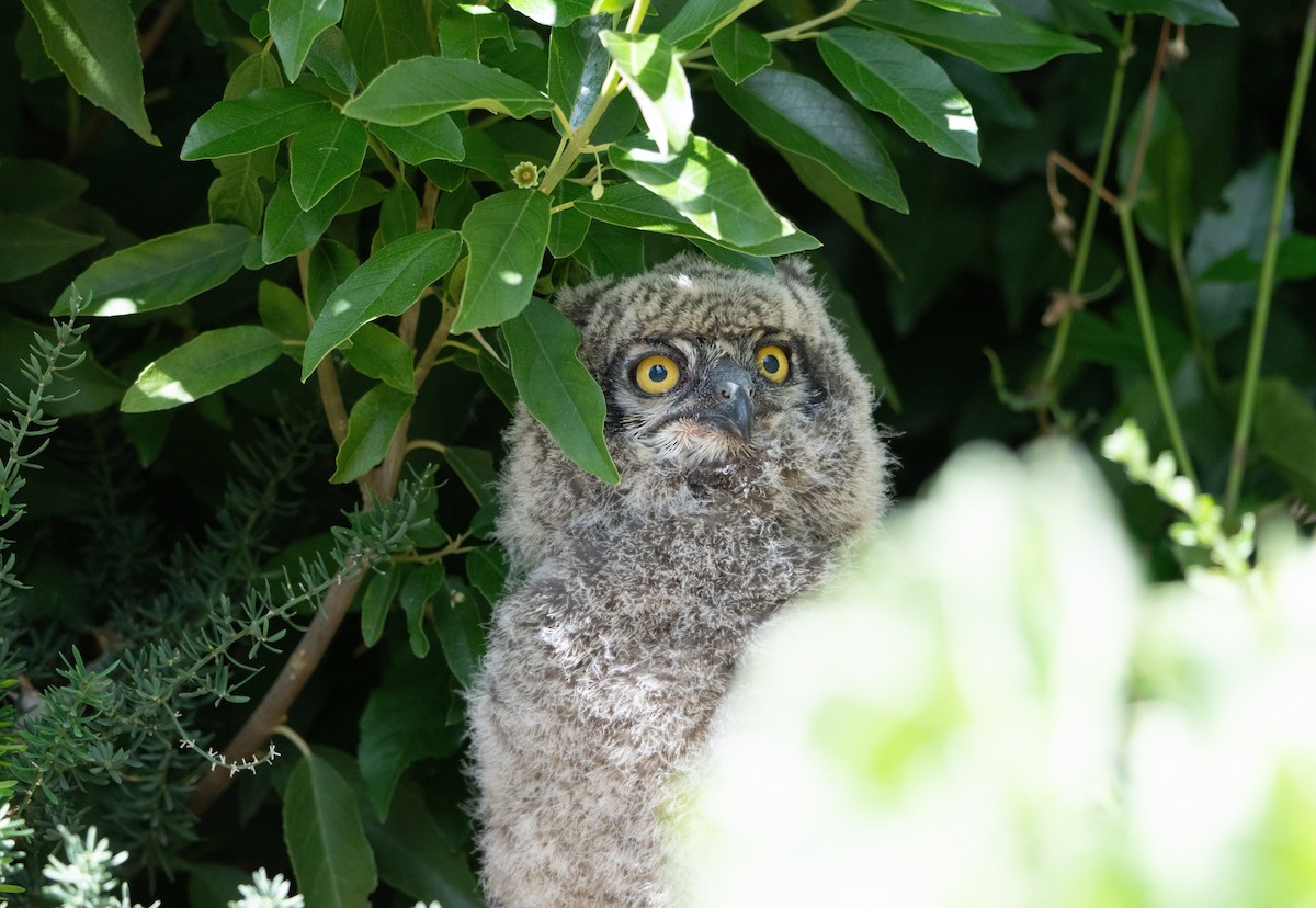 Búho Africano - ML645417529