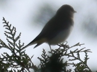 Junco Ojioscuro - ML645417530