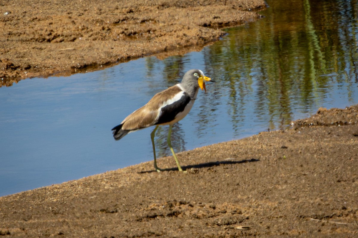 Avefría Coroniblanca - ML645417531