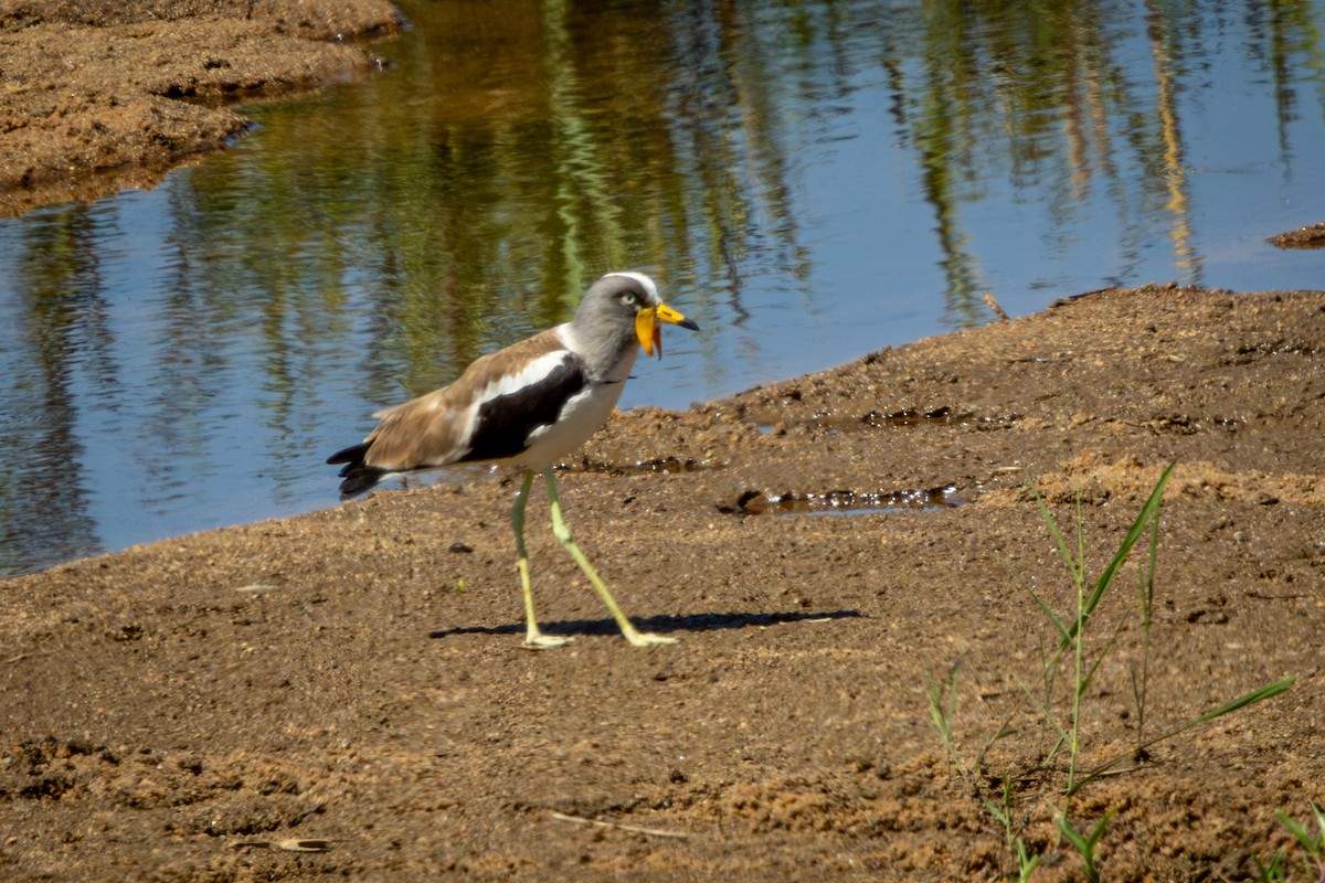 Avefría Coroniblanca - ML645417532