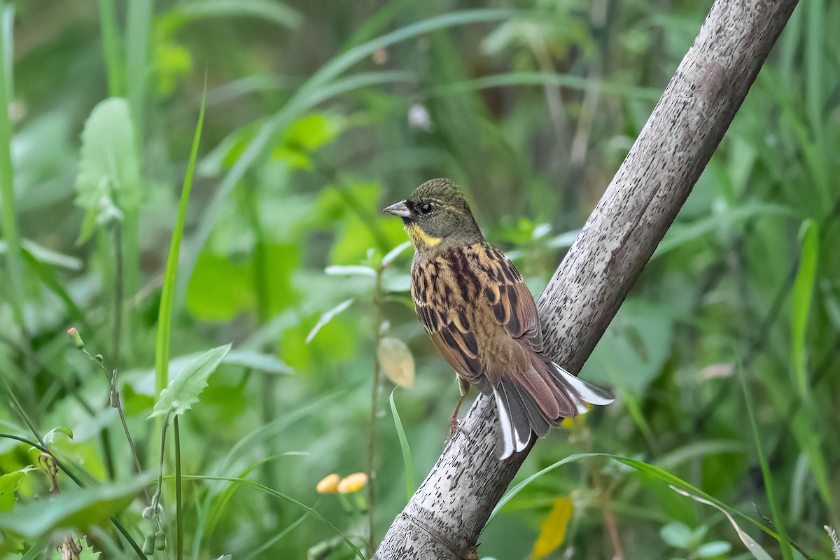 Escribano Enmascarado - ML645417533