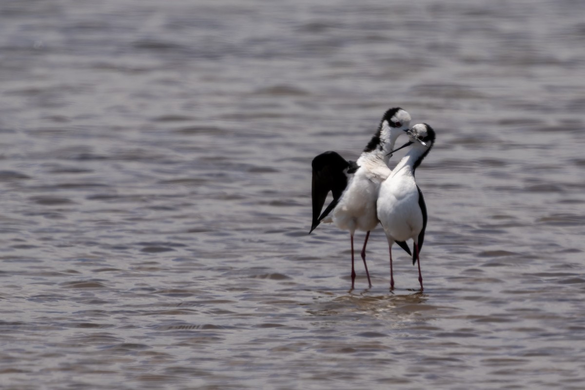 Cigüeñuela Cuellinegra - ML645417536