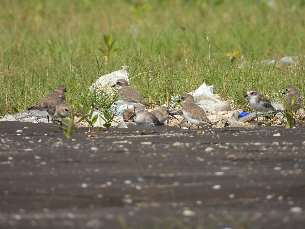 Correlimos Común - ML645417537