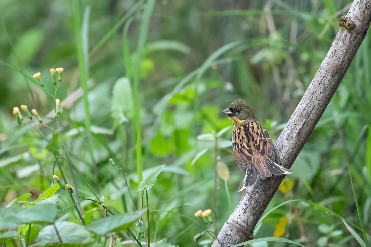 Escribano Enmascarado - ML645417538