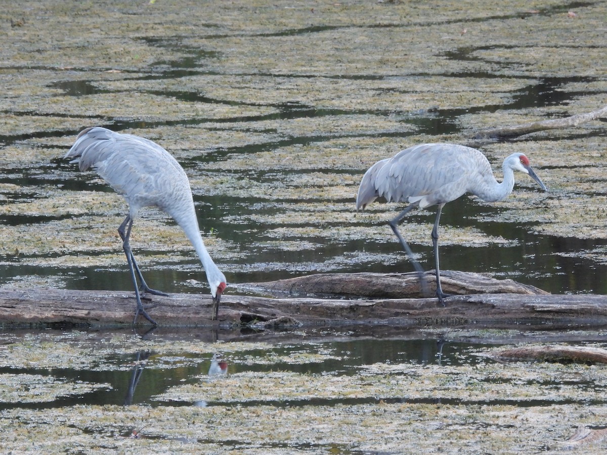 Grulla Canadiense - ML645417539