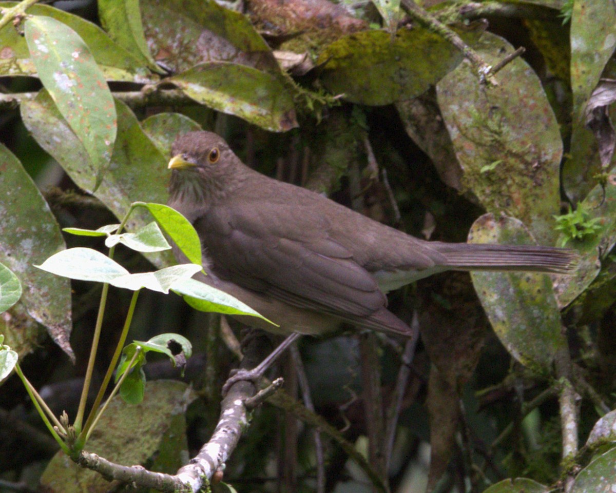 Zorzal Ecuatoriano - ML645417542