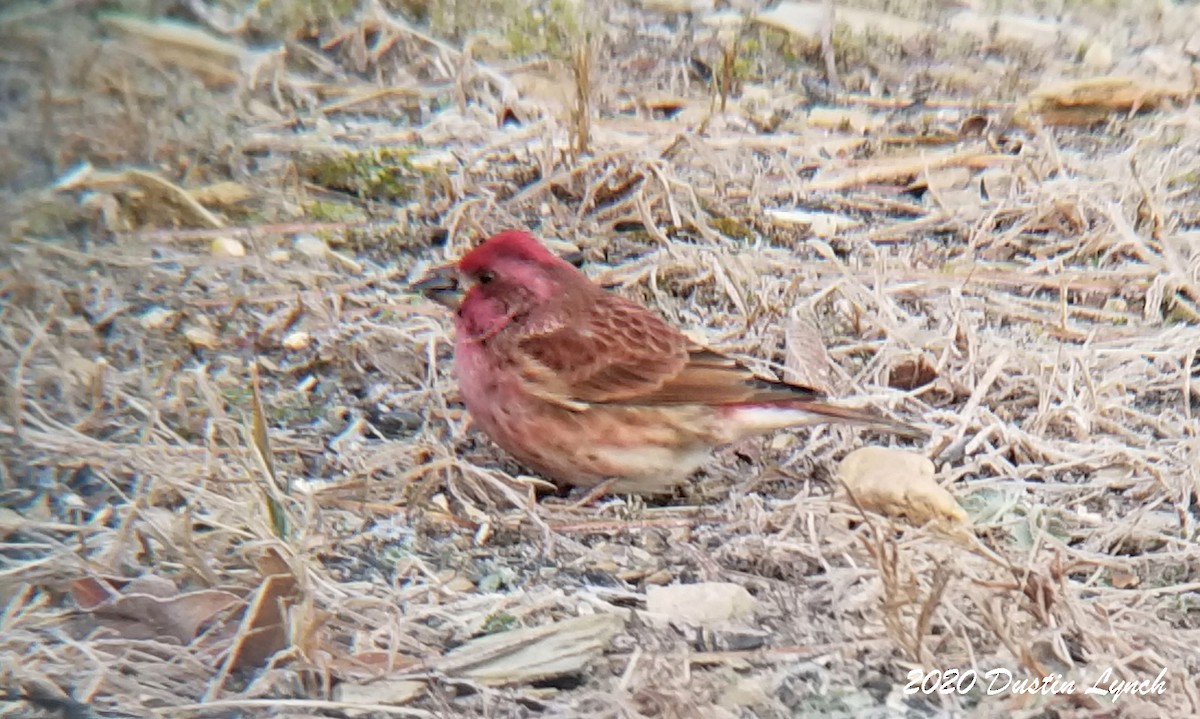 Camachuelo Purpúreo - ML645417544