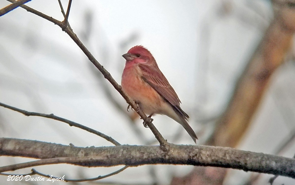 Camachuelo Purpúreo - ML645417545