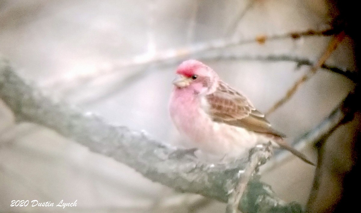 Camachuelo Purpúreo - ML645417546