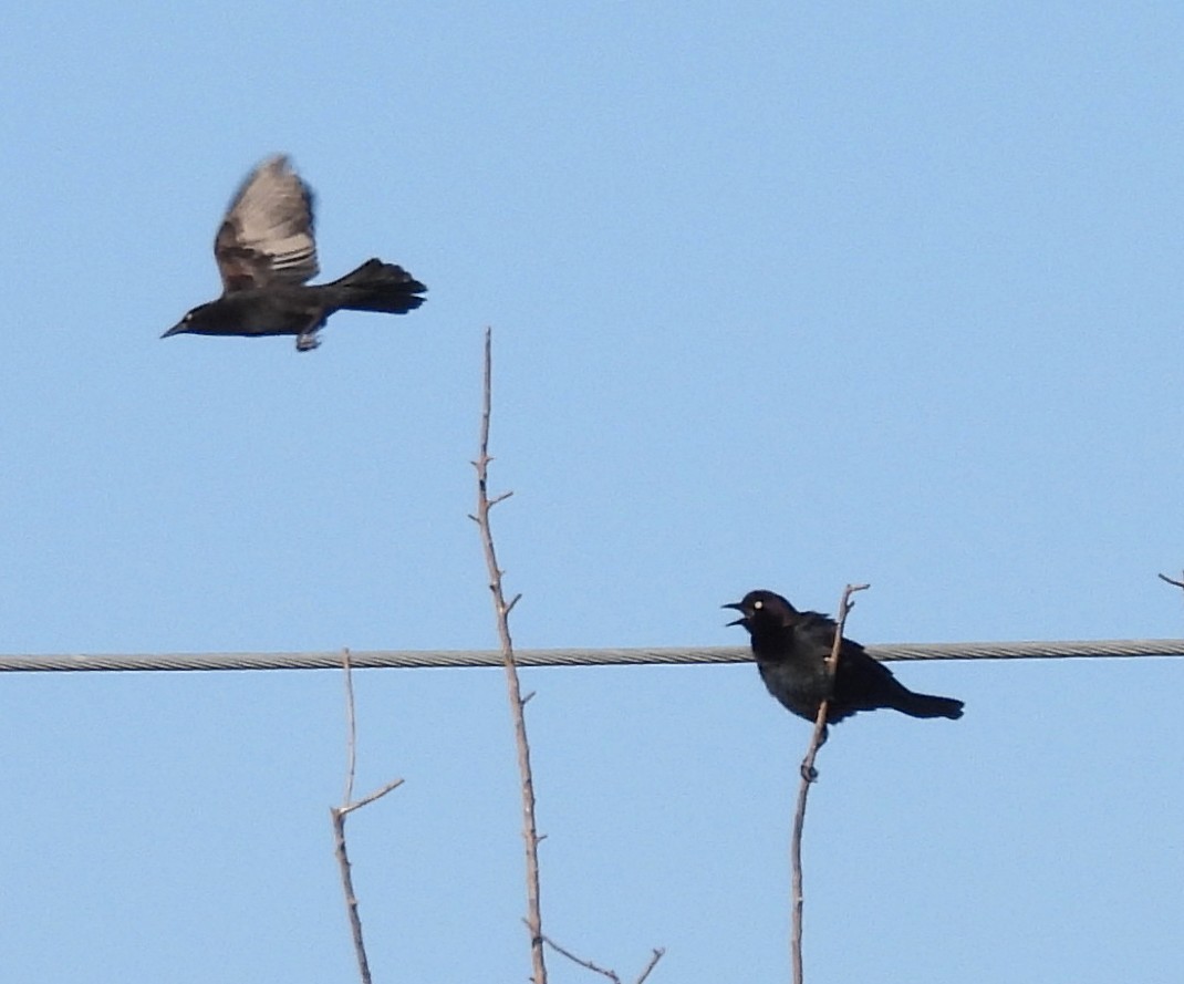 Zanate Común - ML645417547