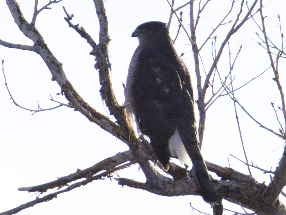 Gavilán de Cooper - ML645417549