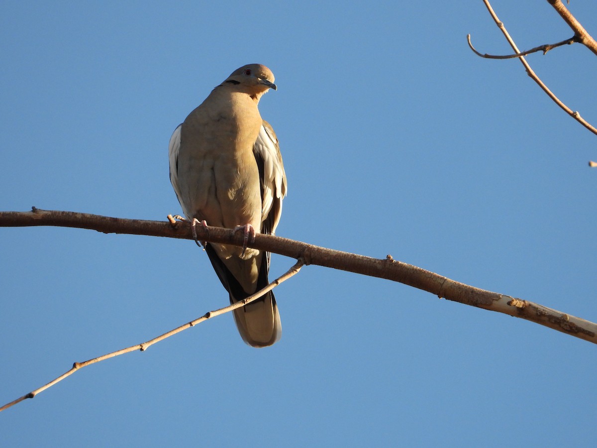 Zenaida Aliblanca - ML645417551