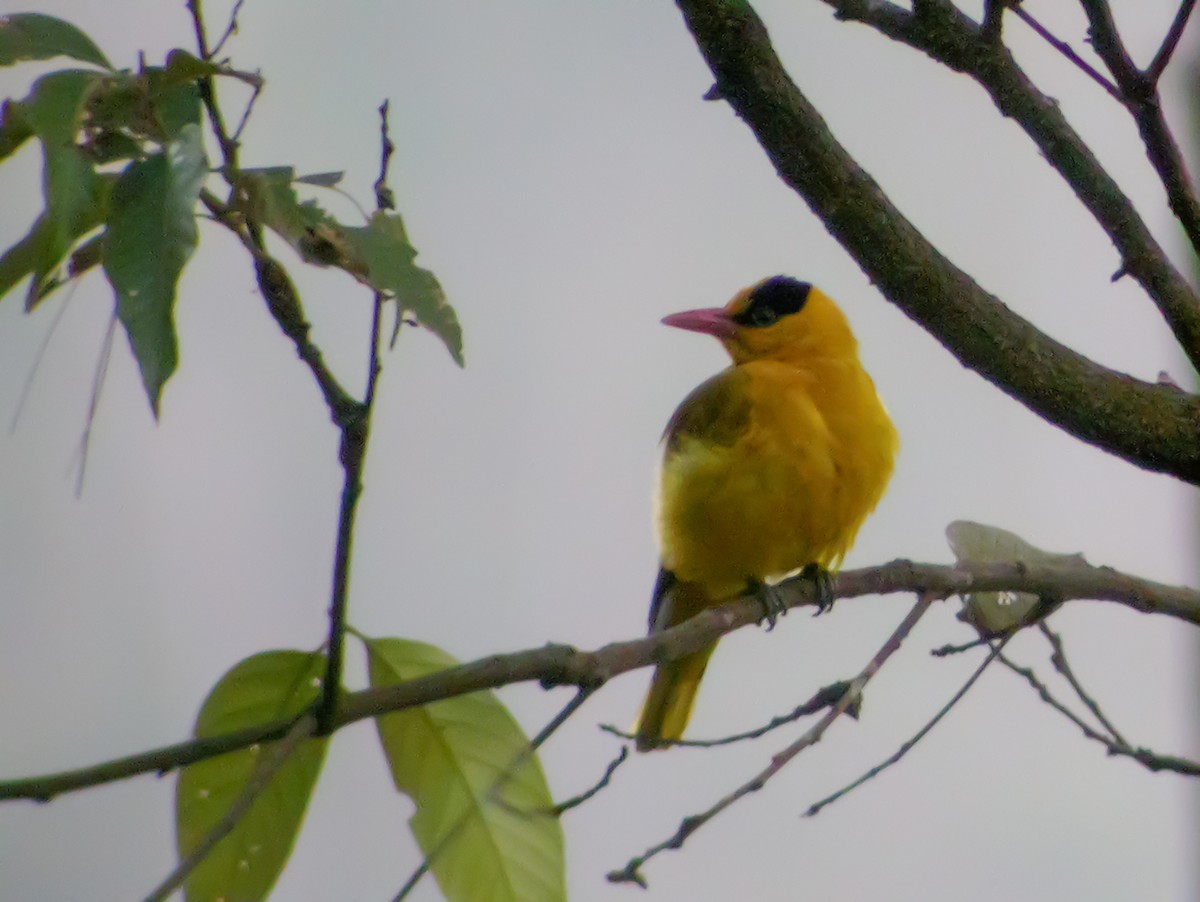 Oropéndola Picofina - ML645417552