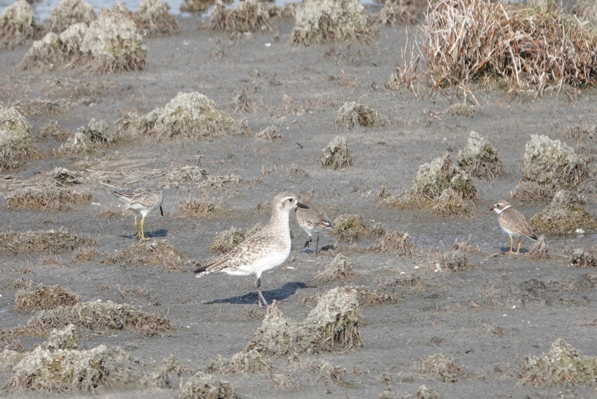 Chorlito Gris - ML645417553