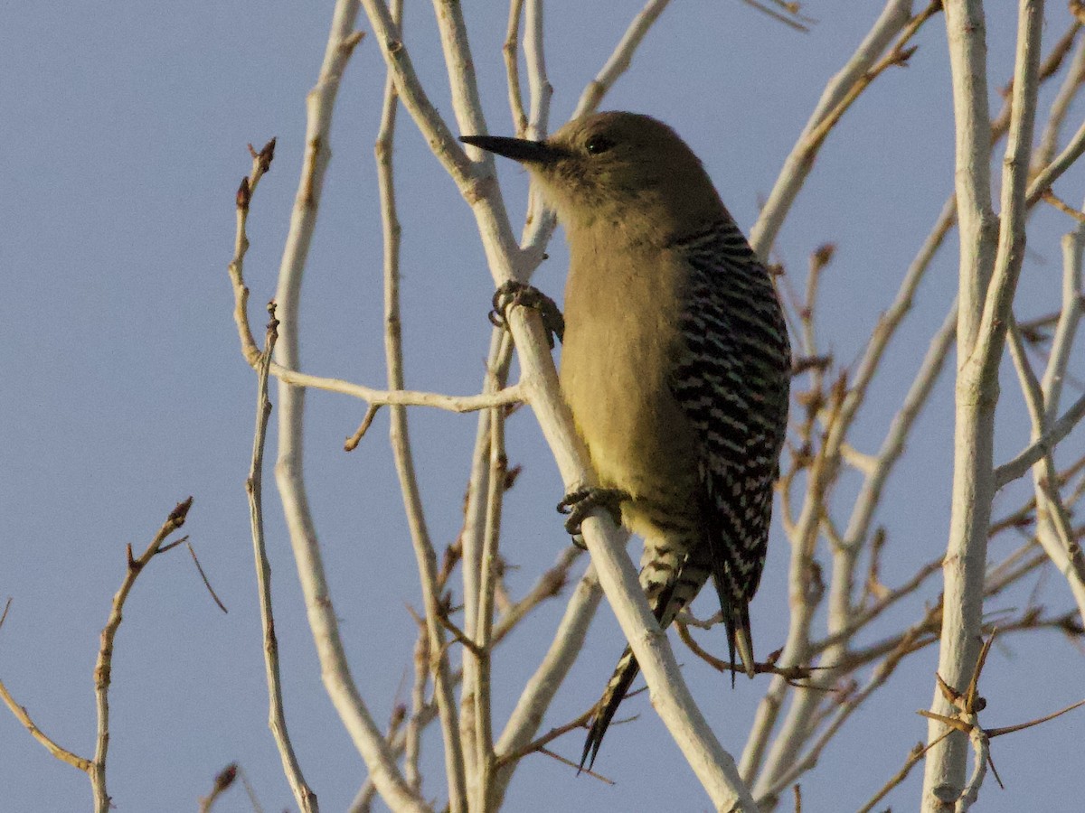 Carpintero de Gila - ML645417555