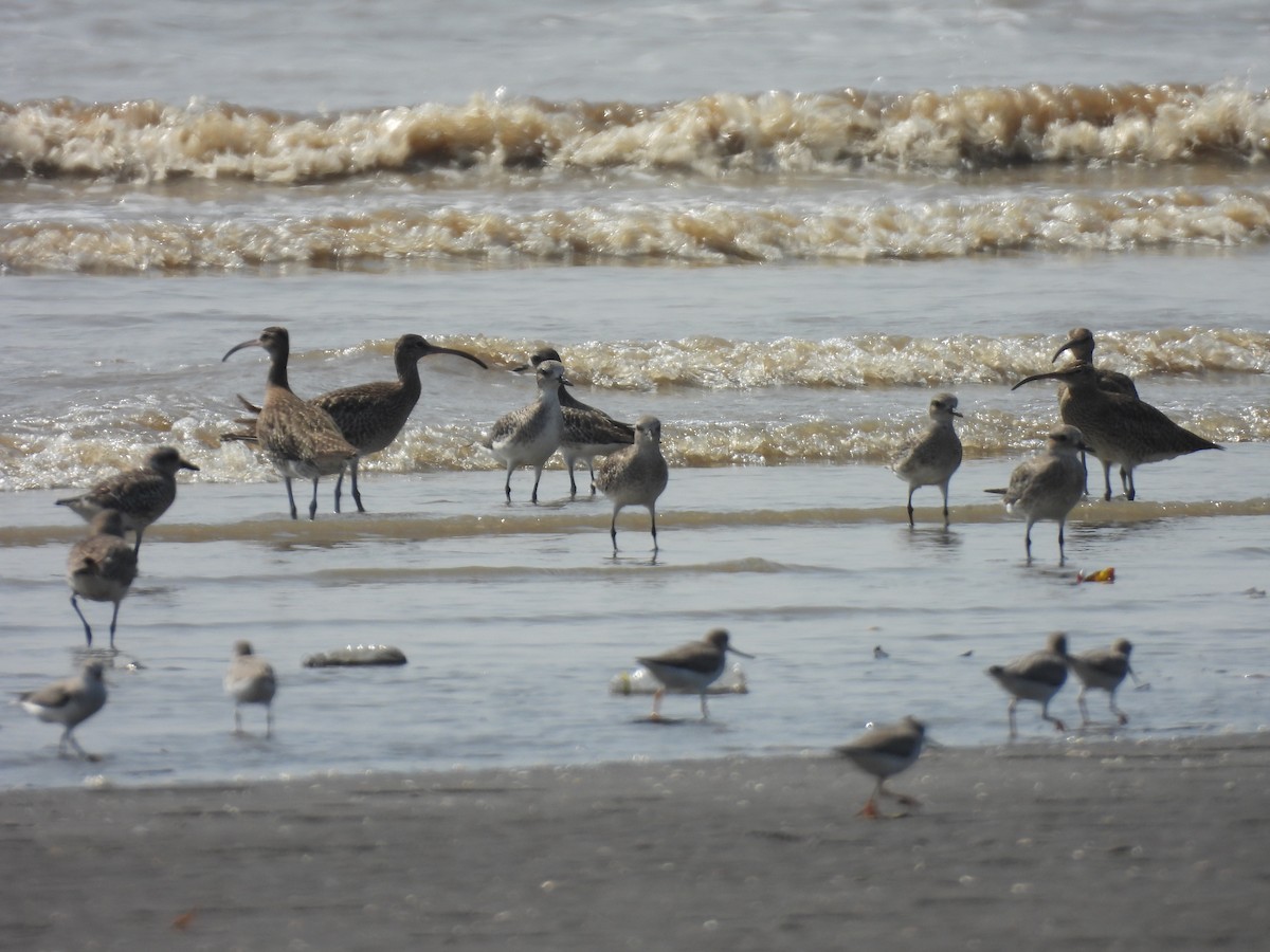 Zarapito Trinador Euroasiático - ML645417556