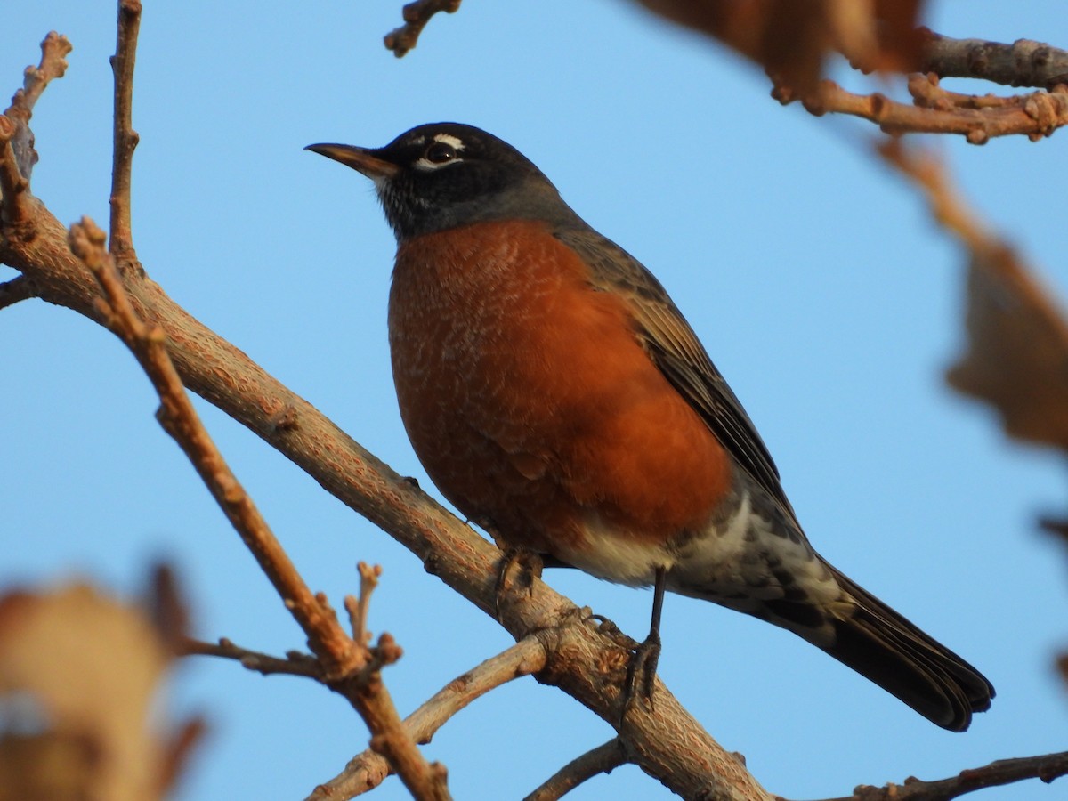 Zorzal Americano - ML645417560